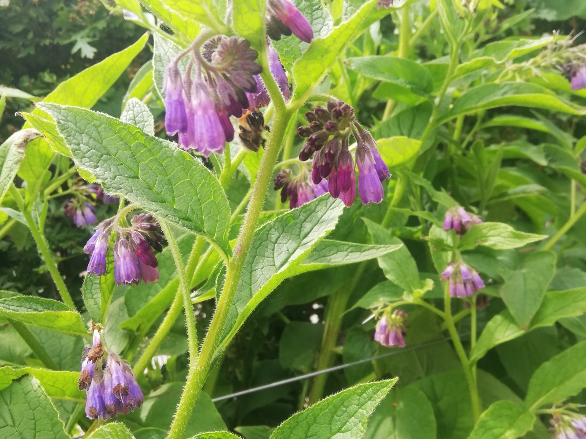 Comfrey *symphytum Officinale*