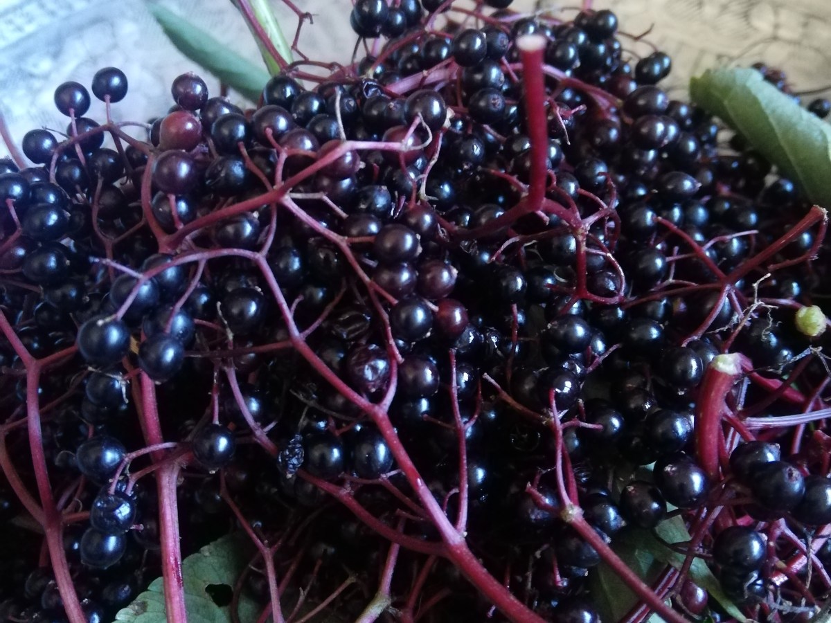 Elder *Sambucus Nigra* specifically&nbsp;Elderberries