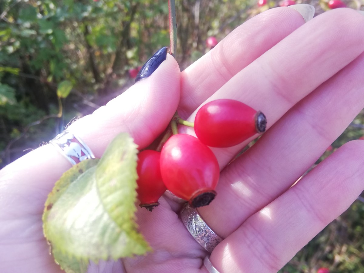 Rosehips