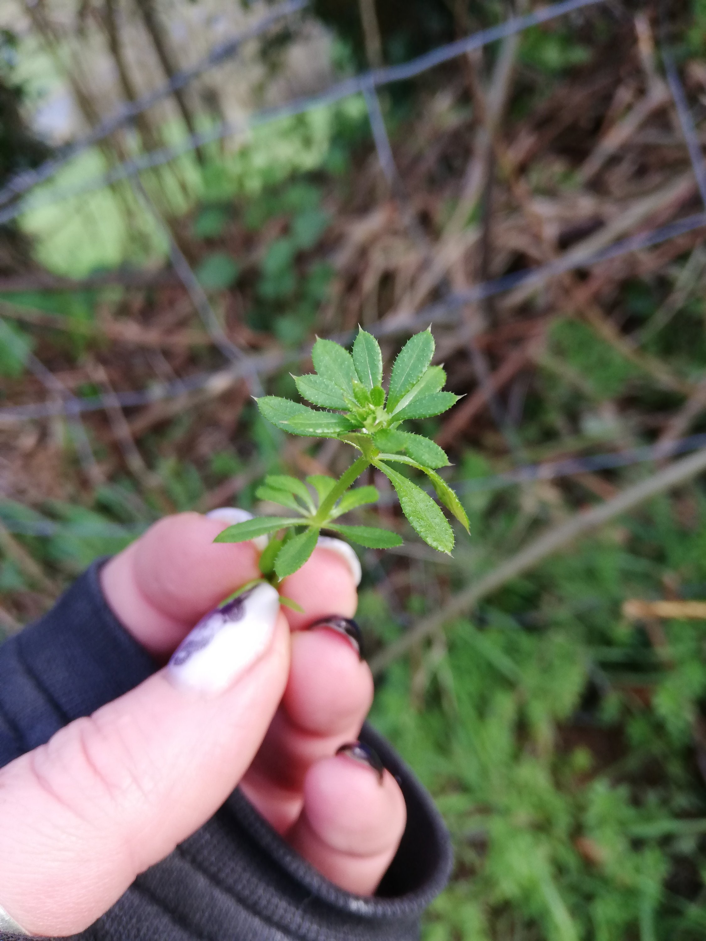 Cleavers *Galium Aperine* – The Life,Musings and Experiences of a ...