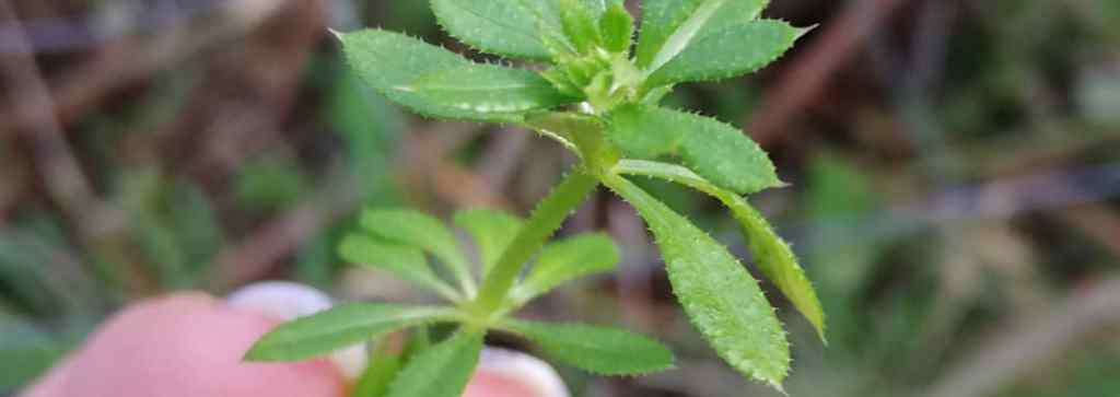 Cleavers *Galium Aperine* – The Life,Musings and Experiences of a ...