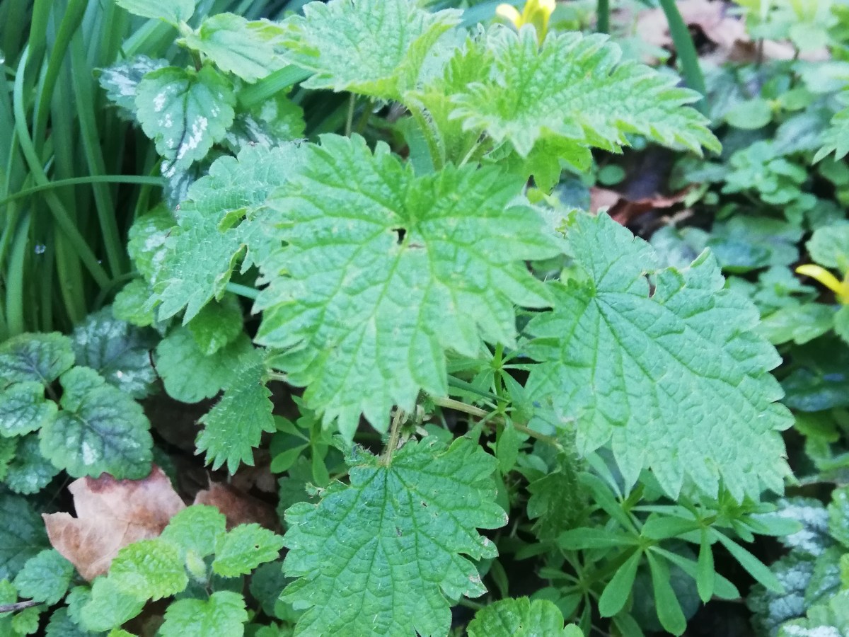 Nettle *Urtica Dioica*