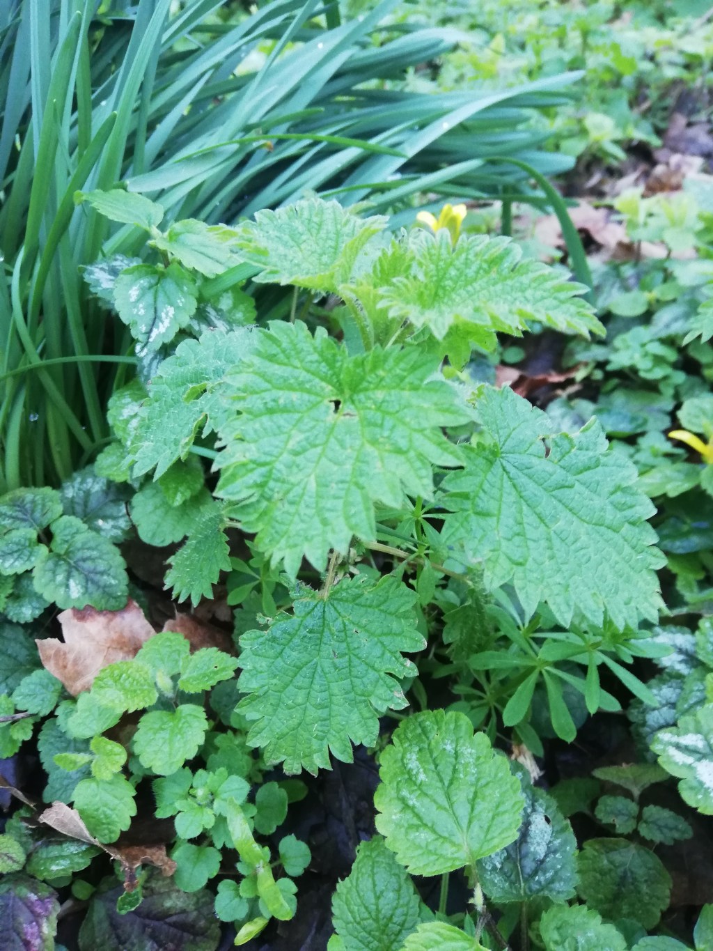 Nettle *Urtica Dioica*
