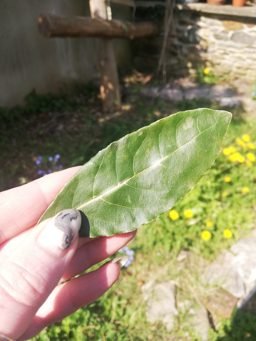 Bay Laurel *Laurus&nbsp;Nobilis*