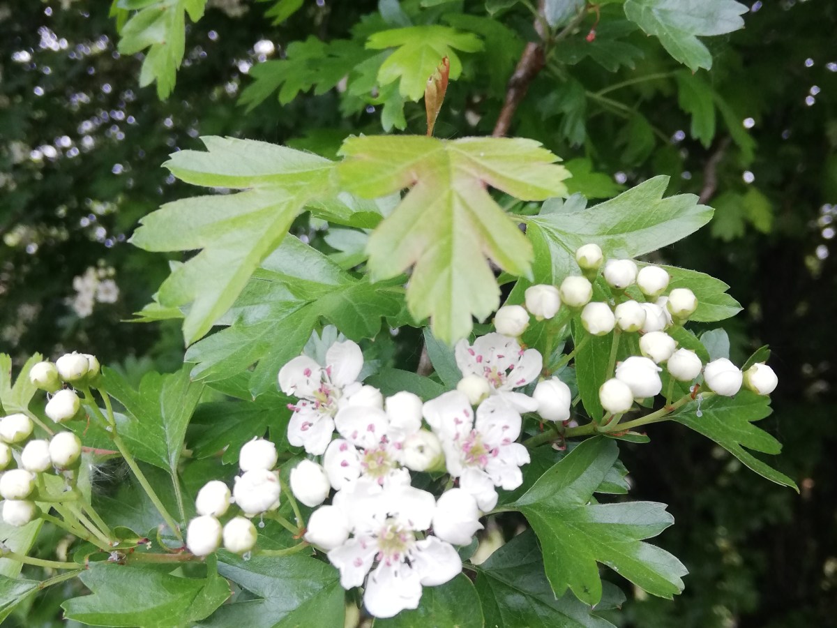 Hawthorn *Crataegus Monogyna*