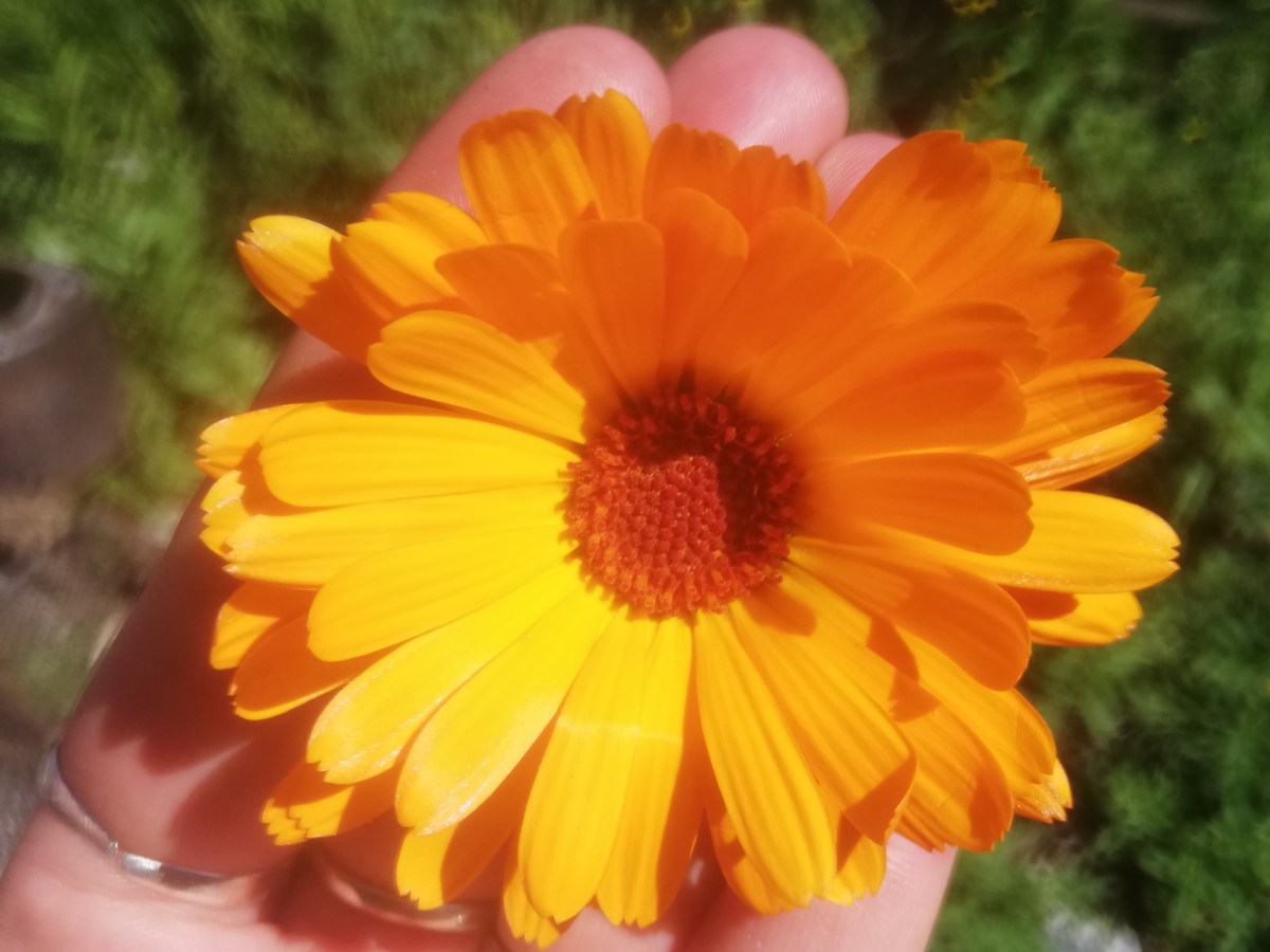Calendula *Calendula Officinalis*