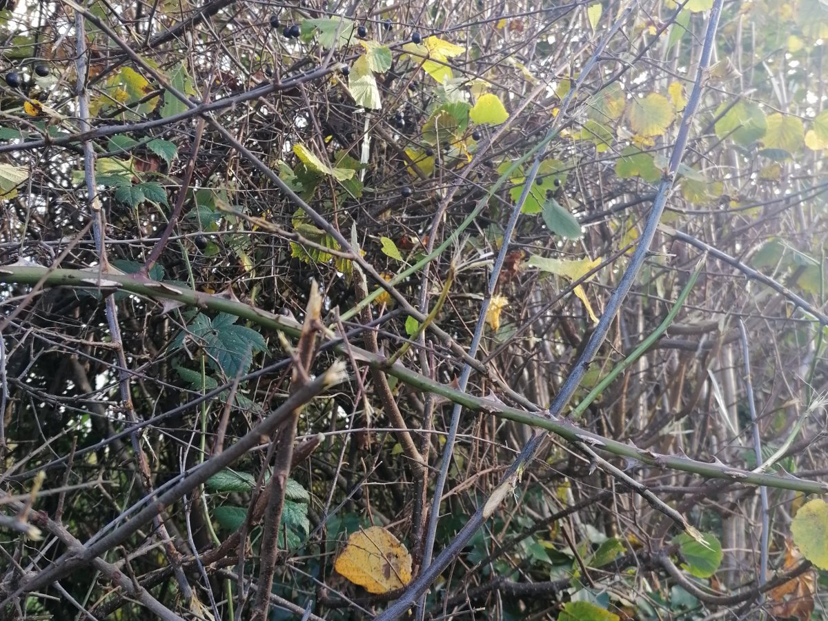Blackthorn *Prunus Spinosa*