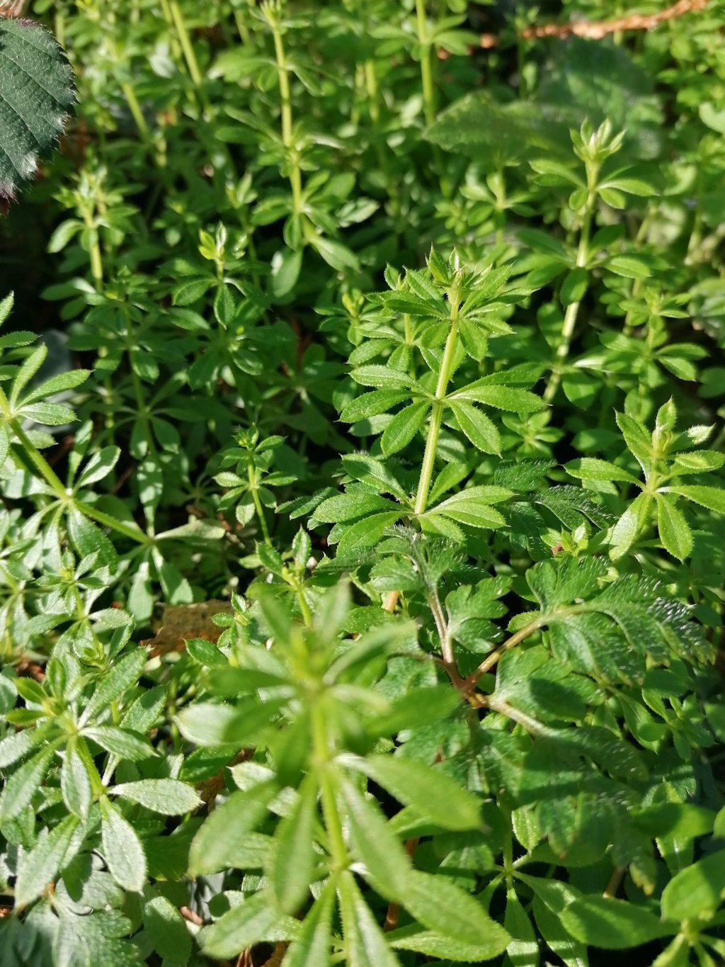 Tea Time Tuesday! A Ritual Brew to Open Ears to the Messages Meant For&nbsp;You