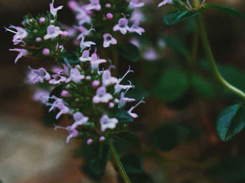 Tea Time Tuesday- A Brew To Help You De-stress And&nbsp;Rest