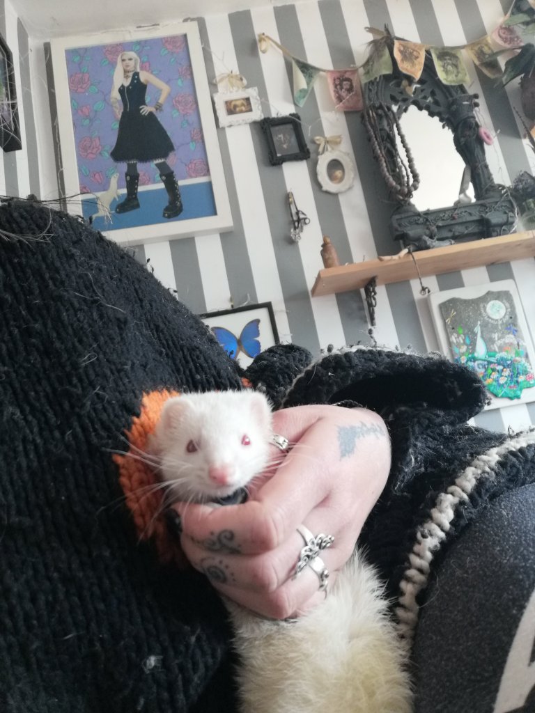 small Albino ferret